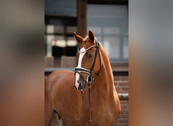 Oldenbourg, Hongre, 4 Ans, 169 cm, Alezan