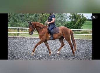 Oldenbourg, Hongre, 4 Ans, 169 cm, Alezan