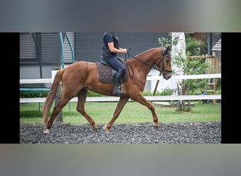 Oldenbourg, Hongre, 4 Ans, 169 cm, Alezan