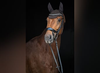 Oldenbourg, Hongre, 4 Ans, 169 cm, Alezan