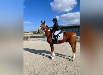 Oldenbourg, Hongre, 4 Ans, 169 cm, Alezan