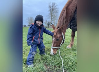 Oldenbourg, Hongre, 4 Ans, 169 cm, Alezan