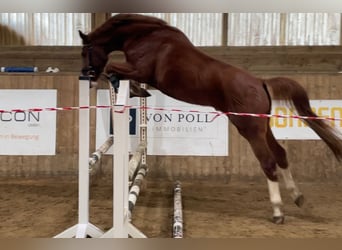 Oldenbourg, Hongre, 4 Ans, 169 cm, Alezan