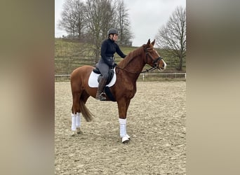 Oldenbourg, Hongre, 4 Ans, 169 cm, Alezan