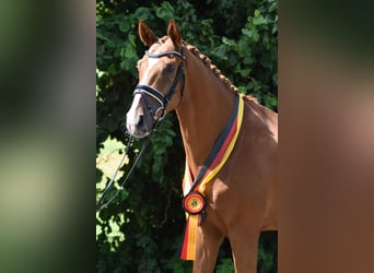 Oldenbourg, Hongre, 4 Ans, 169 cm, Alezan