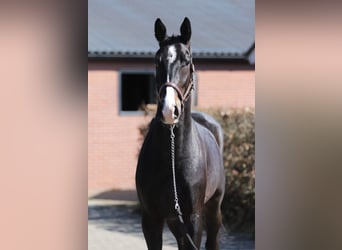 Oldenbourg, Hongre, 4 Ans, 169 cm, Bai brun foncé