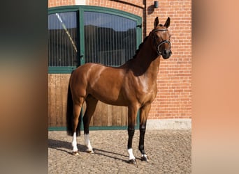 Oldenbourg, Hongre, 4 Ans, 169 cm, Bai