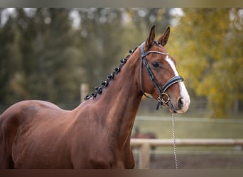 Oldenbourg, Hongre, 4 Ans, 169 cm, Bai