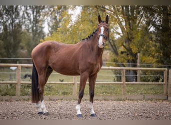 Oldenbourg, Hongre, 4 Ans, 169 cm, Bai