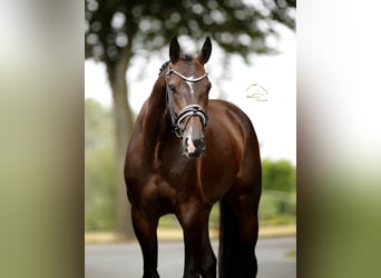 Oldenbourg, Hongre, 4 Ans, 169 cm, Bai