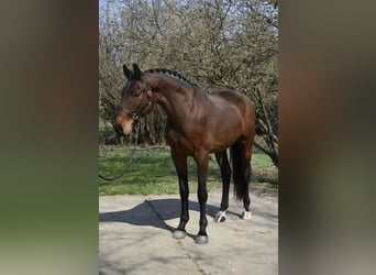 Oldenbourg, Hongre, 4 Ans, 169 cm, Bai