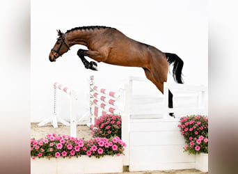 Oldenbourg, Hongre, 4 Ans, 169 cm, Bai
