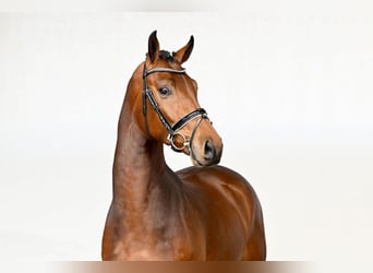 Oldenbourg, Hongre, 4 Ans, 169 cm