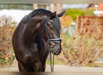 Oldenbourg, Hongre, 4 Ans, 169 cm, Noir