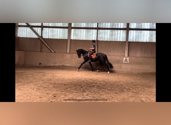 Oldenbourg, Hongre, 4 Ans, 169 cm, Noir