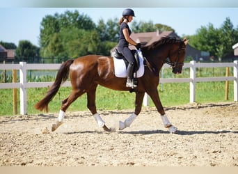 Oldenbourg, Hongre, 4 Ans, 170 cm, Alezan brûlé