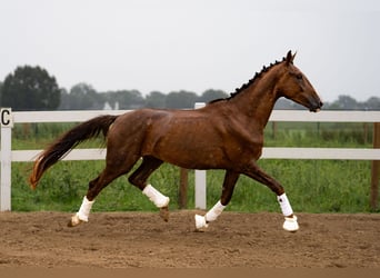 Oldenbourg, Hongre, 4 Ans, 170 cm, Alezan brûlé