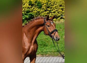 Oldenbourg, Hongre, 4 Ans, 170 cm, Alezan