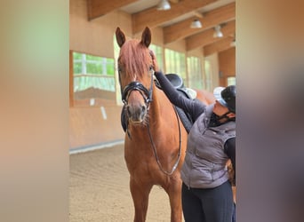 Oldenbourg, Hongre, 4 Ans, 170 cm, Alezan