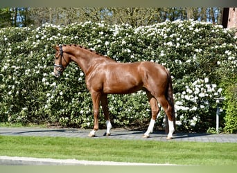 Oldenbourg, Hongre, 4 Ans, 170 cm, Alezan