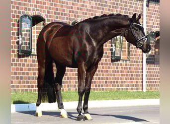 Oldenbourg, Hongre, 4 Ans, 170 cm, Bai brun foncé
