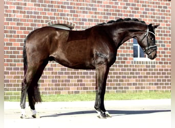 Oldenbourg, Hongre, 4 Ans, 170 cm, Bai brun foncé
