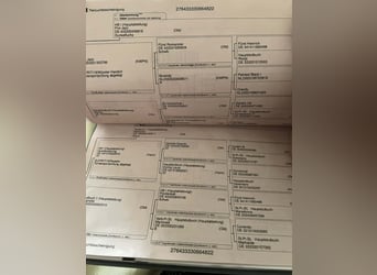 Oldenbourg, Hongre, 4 Ans, 170 cm, Bai