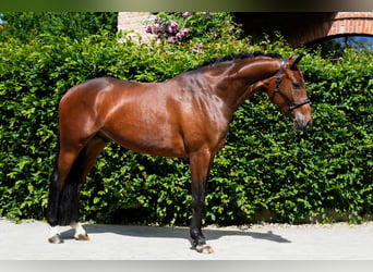 Oldenbourg, Hongre, 4 Ans, 170 cm, Bai
