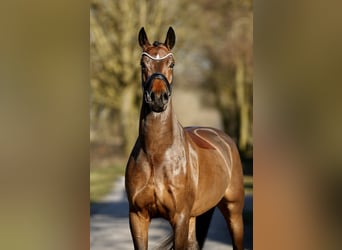 Oldenbourg, Hongre, 4 Ans, 170 cm, Bai