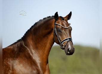Oldenbourg, Hongre, 4 Ans, 170 cm, Bai
