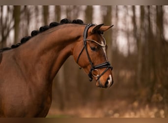 Oldenbourg, Hongre, 4 Ans, 170 cm, Bai