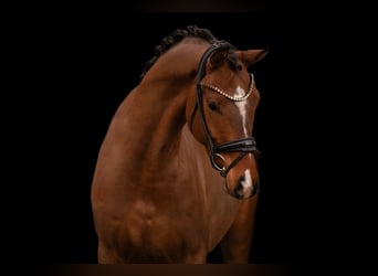 Oldenbourg, Hongre, 4 Ans, 170 cm, Bai