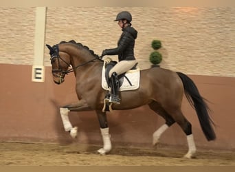 Oldenbourg, Hongre, 4 Ans, 170 cm, Bai