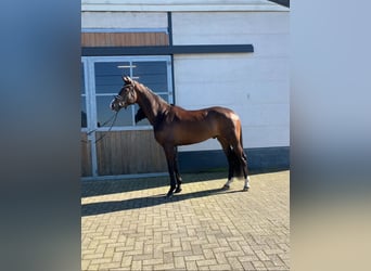 Oldenbourg, Hongre, 4 Ans, 170 cm, Bai