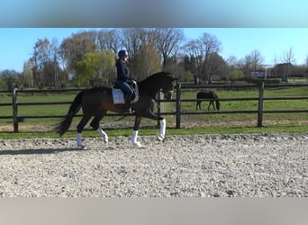 Oldenbourg, Hongre, 4 Ans, 170 cm, Bai