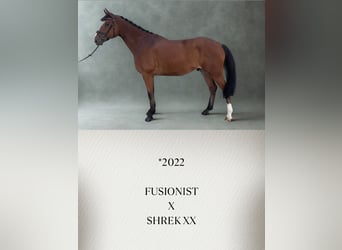 Oldenbourg, Hongre, 4 Ans, 170 cm, Bai