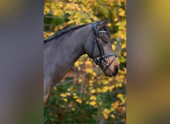 Oldenbourg, Hongre, 4 Ans, 170 cm, Bai