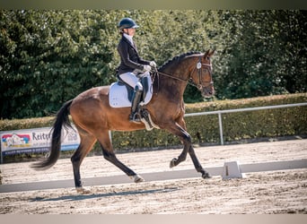 Oldenbourg, Hongre, 4 Ans, 170 cm