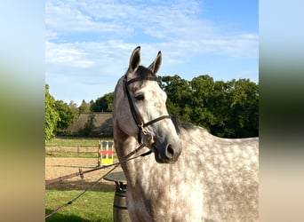 Oldenbourg, Hongre, 4 Ans, 170 cm, Gris
