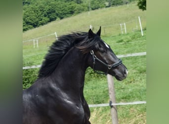 Oldenbourg, Hongre, 4 Ans, 170 cm, Noir