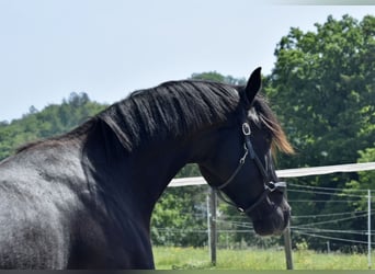 Oldenbourg, Hongre, 4 Ans, 170 cm, Noir