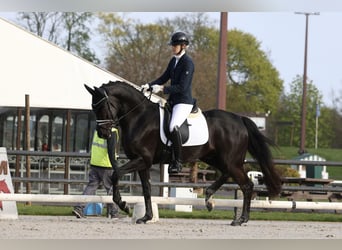 Oldenbourg, Hongre, 4 Ans, 170 cm, Noir
