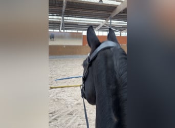 Oldenbourg, Hongre, 4 Ans, 170 cm, Noir