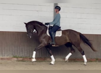 Oldenbourg, Hongre, 4 Ans, 171 cm, Alezan brûlé