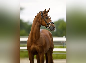 Oldenbourg, Hongre, 4 Ans, 171 cm, Alezan