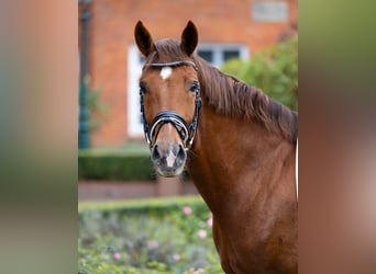 Oldenbourg, Hongre, 4 Ans, 171 cm, Alezan