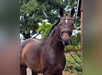 Oldenbourg, Hongre, 4 Ans, 171 cm, Bai