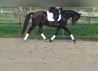 Oldenbourg, Hongre, 4 Ans, 171 cm, Bai