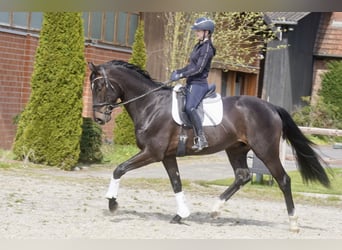 Oldenbourg, Hongre, 4 Ans, 171 cm, Noir