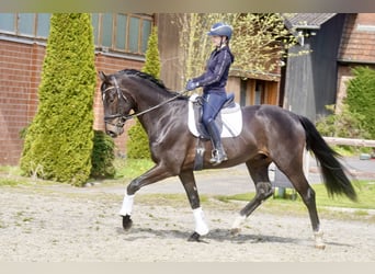 Oldenbourg, Hongre, 4 Ans, 171 cm, Noir
